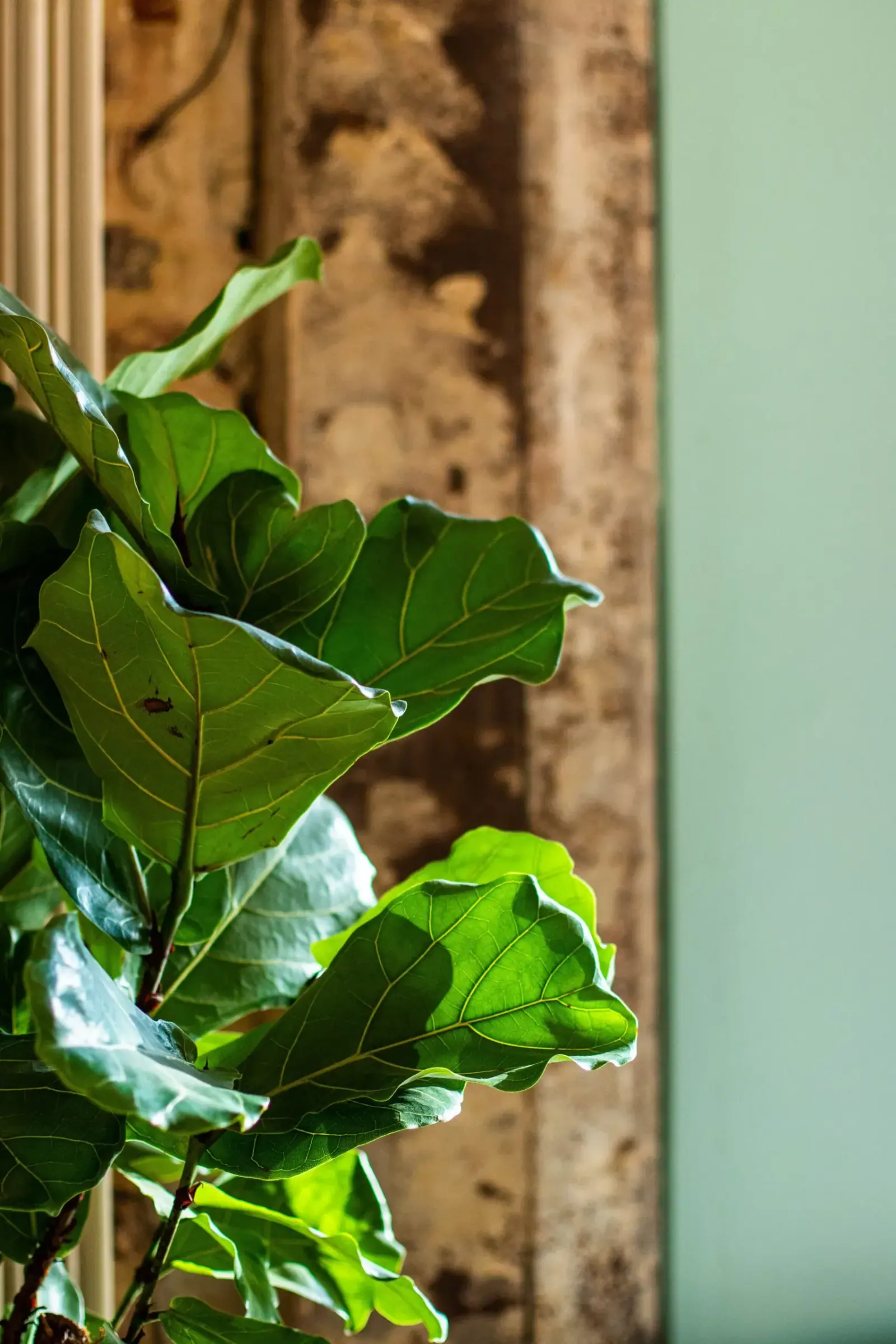 Holy Bagels — grande plante devant un mur vert d’eau